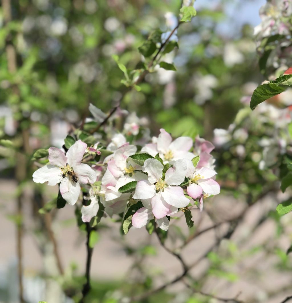 Apple blossoms