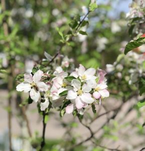 Apple blossoms